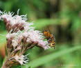 Igelfliege Tachina fera