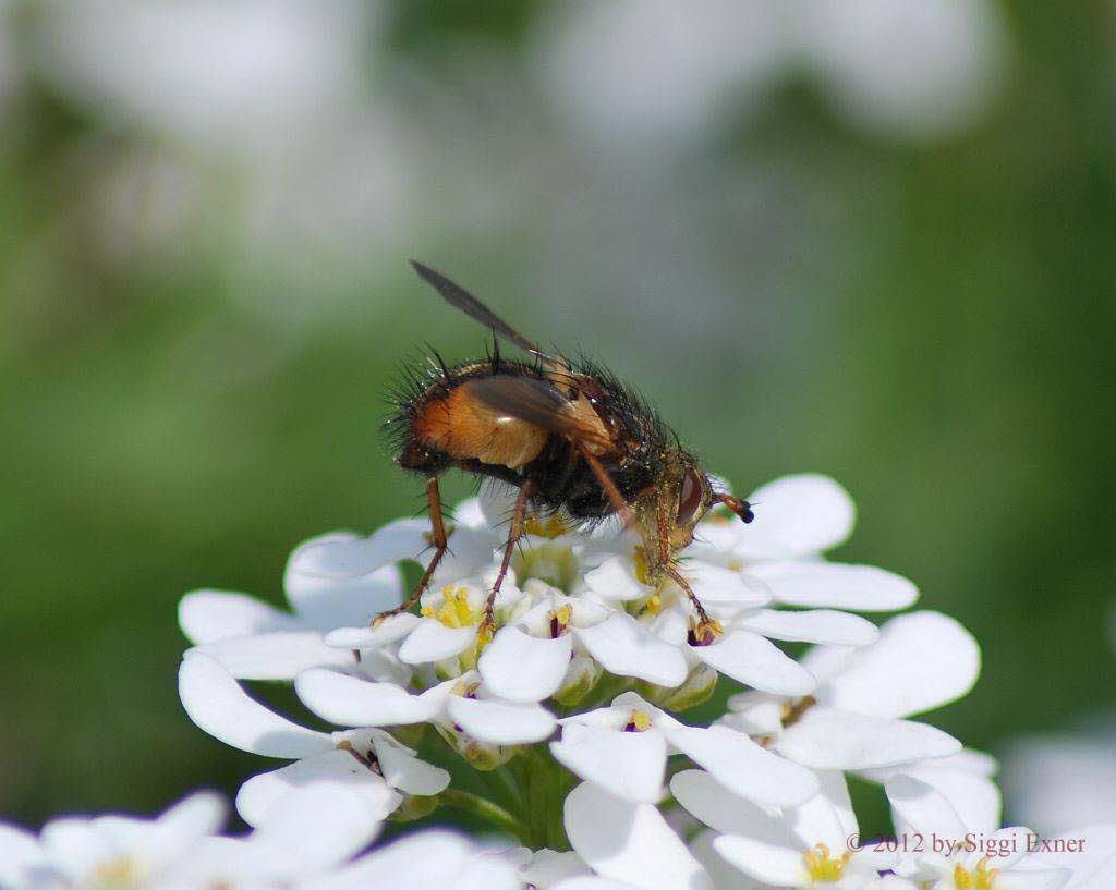 Igelfliege Tachina fera