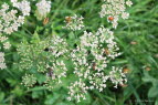 Brenklau, Wiesen- Heracleum sphondylium