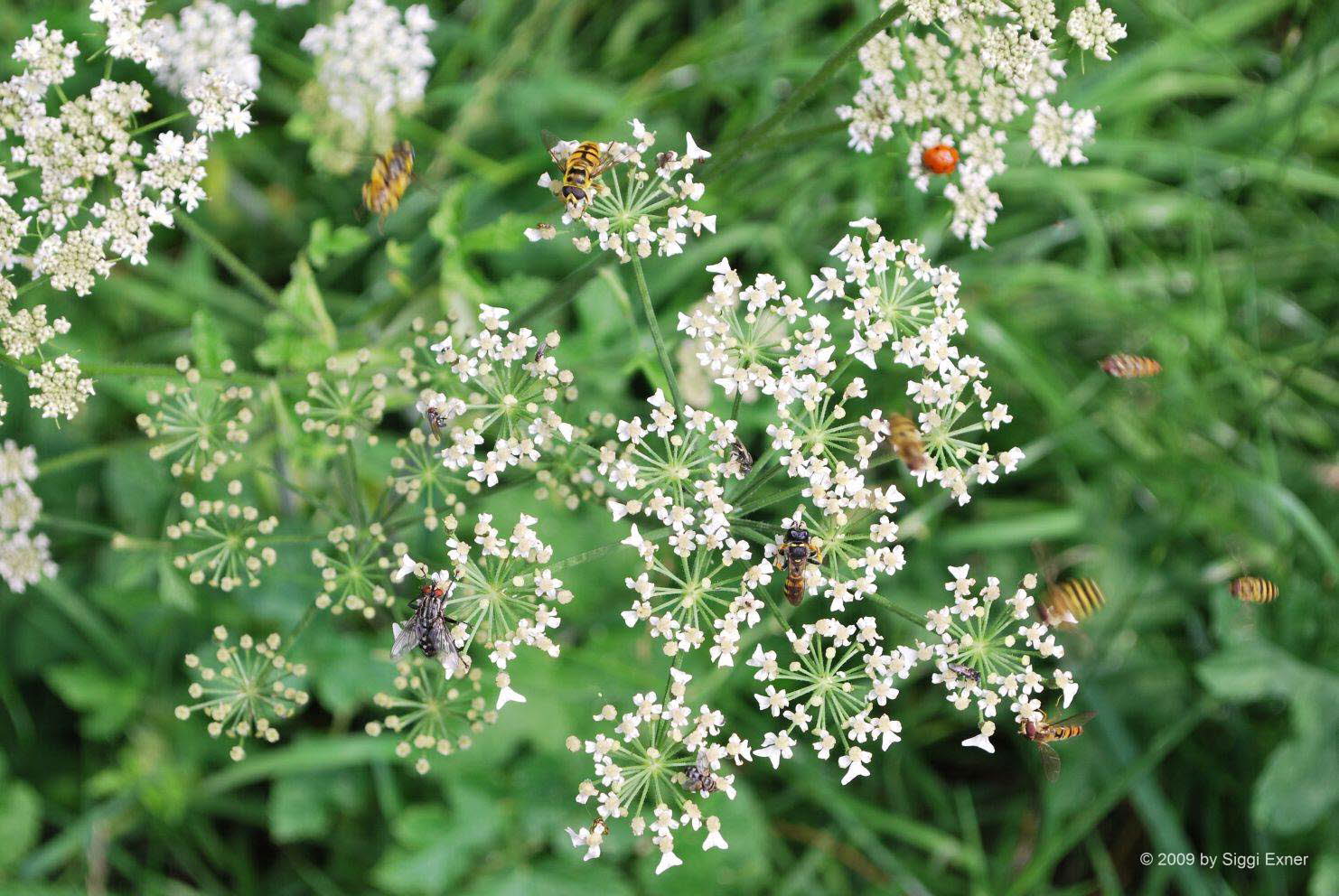 Brenklau, Wiesen- Heracleum sphondylium