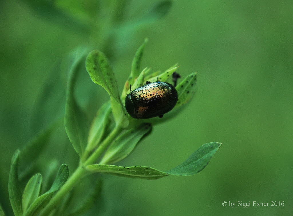 Chrysolina hyperici Johanniskraut-Blattkfer