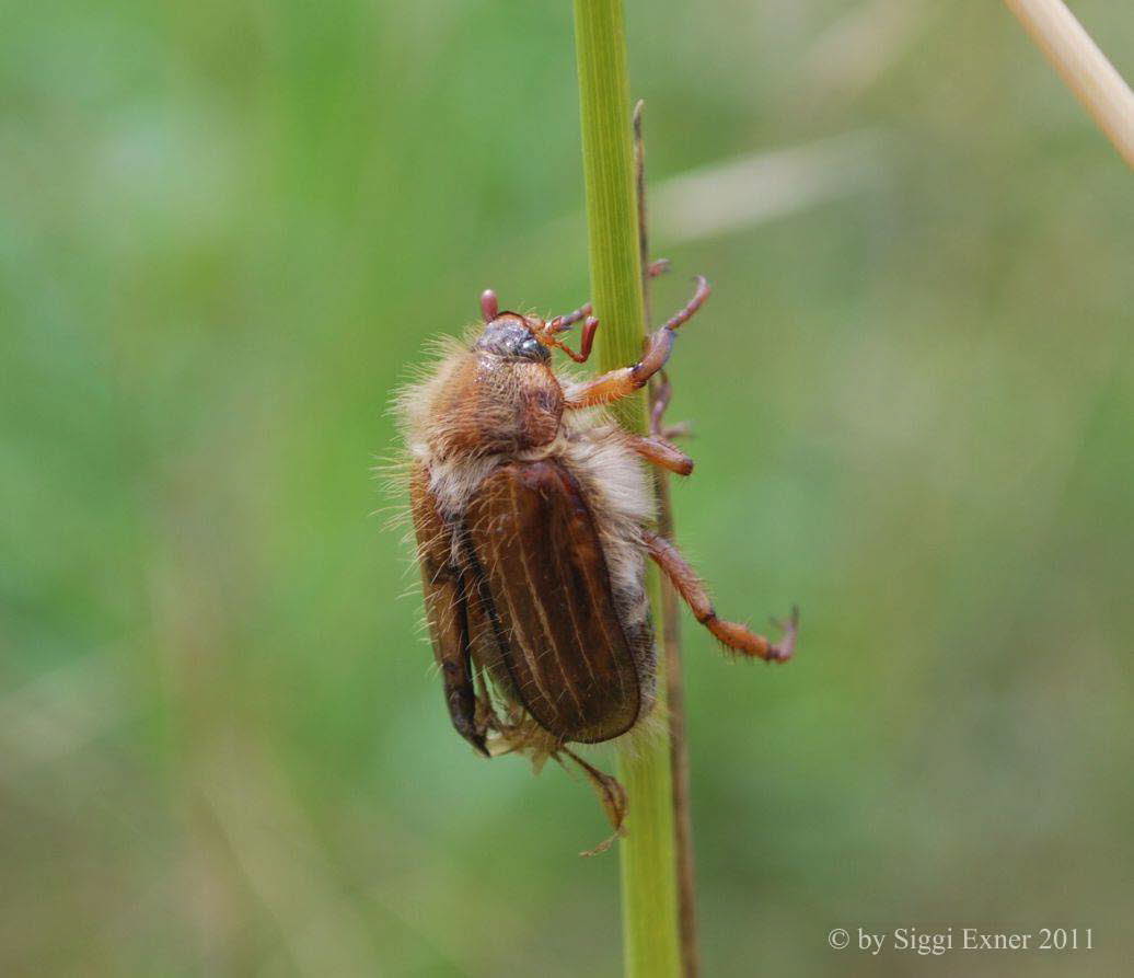 Junikfer Amphimallon solstitiale