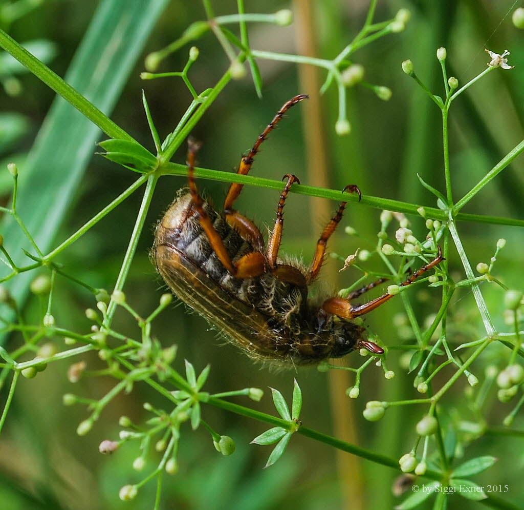 Amphimallon solstitiale Junikfer