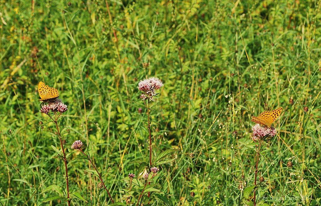 Kaisermantel Argynnis paphia