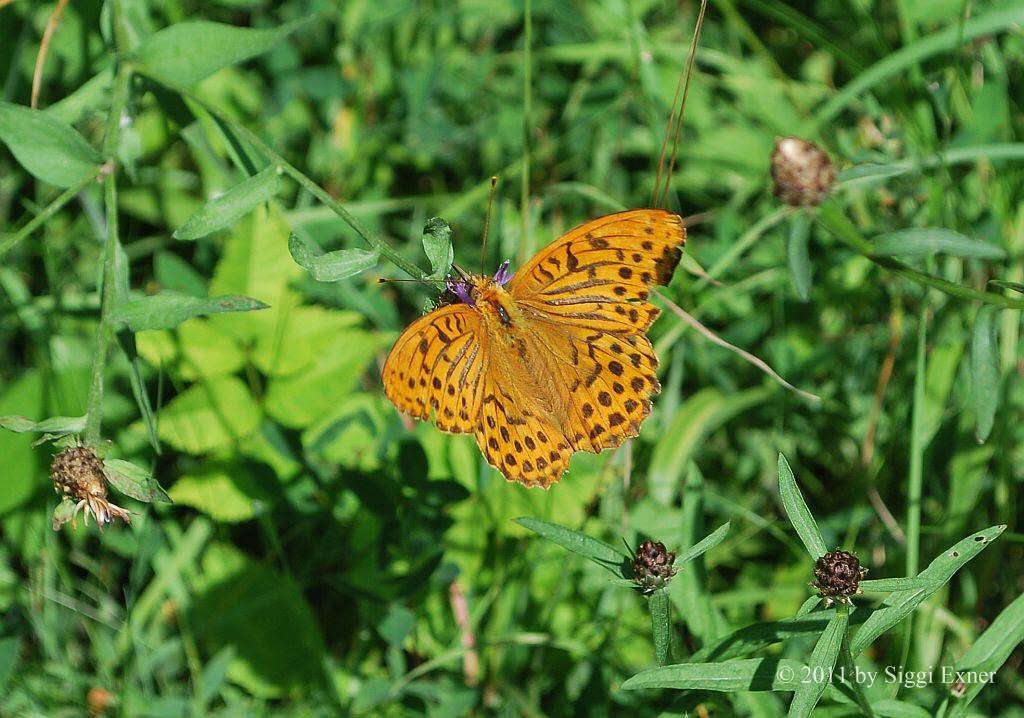 Kaisermantel Argynnis paphia