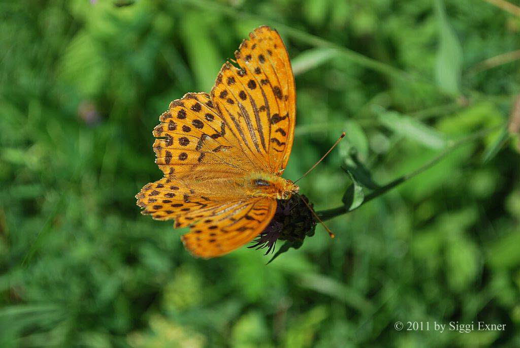 Kaisermantel Argynnis paphia