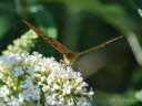 Kaisermantel Argynnis paphia