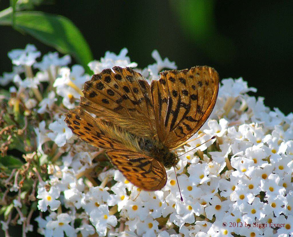 Kaisermantel Argynnis paphia