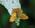 Kaisermantel Argynnis paphia