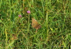 Kaisermantel Argynnis paphia f. valesina