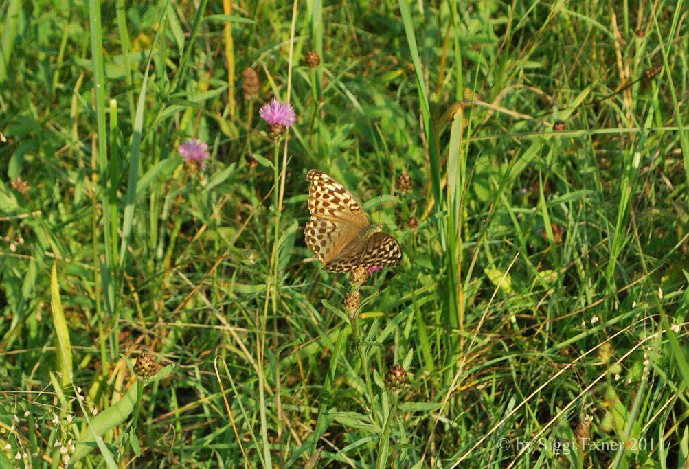 Kaisermantel Argynnis paphia f. valesina