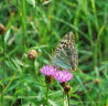 Kaisermantel Argynnis paphia f. valesina