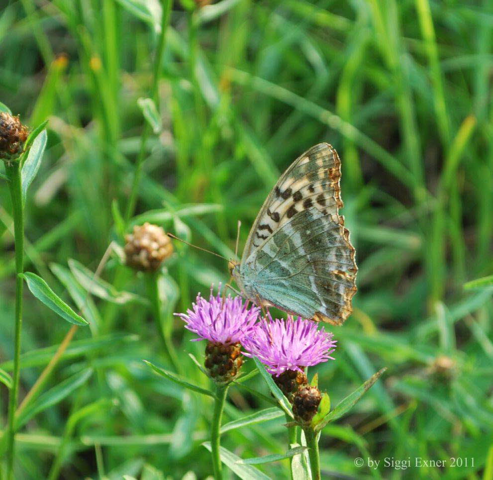 Kaisermantel Argynnis paphia f. valesina