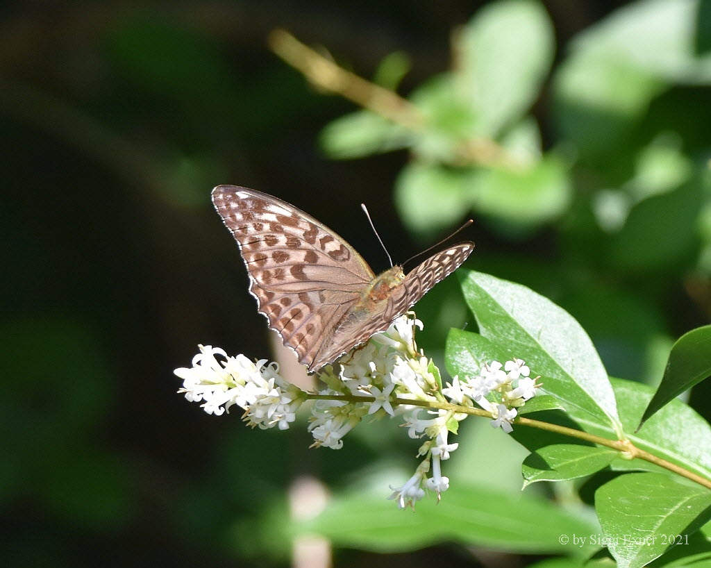 Kaisermantel Argynnis paphia f. valesina