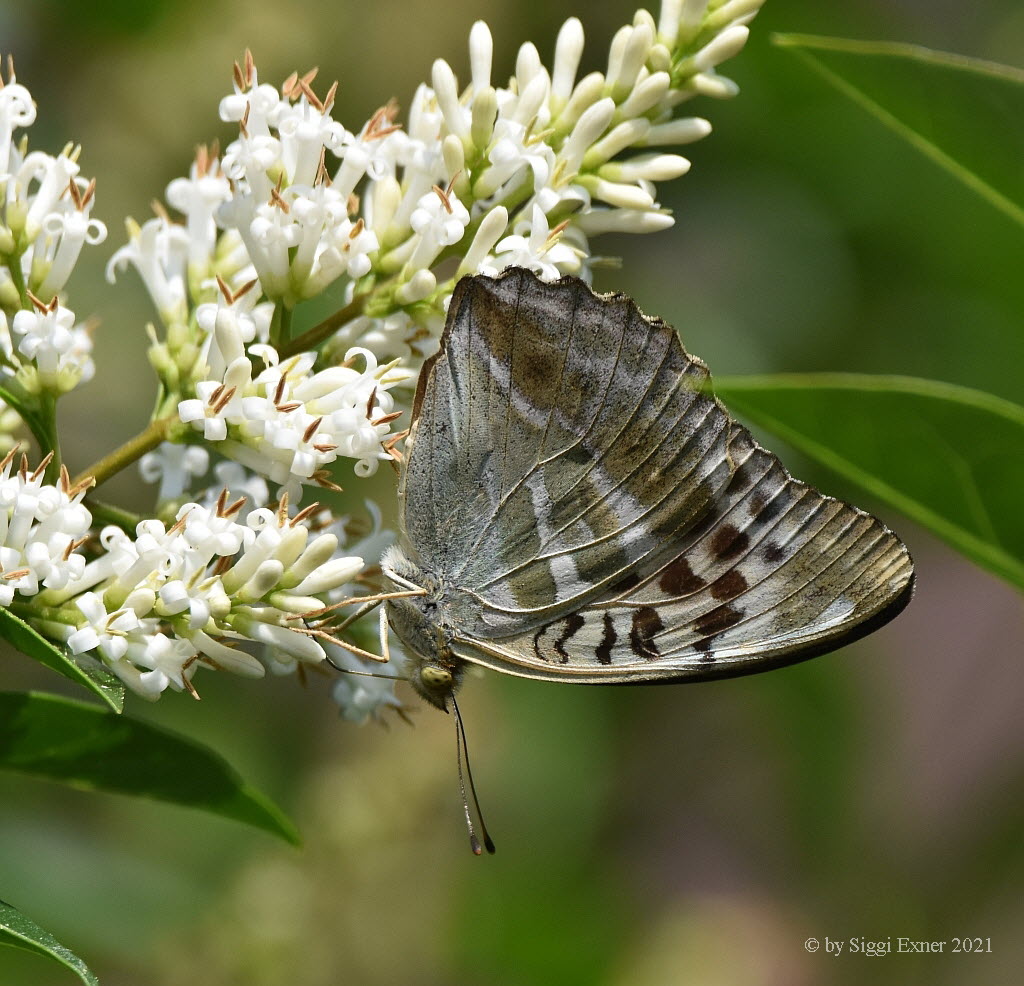 Kaisermantel Argynnis paphia f. valesina