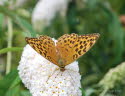 Kaisermantel Argynnis paphia