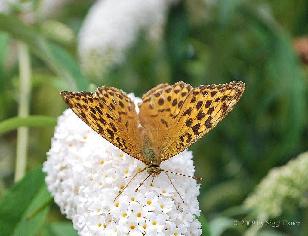 Kaisermantel Argynnis paphia