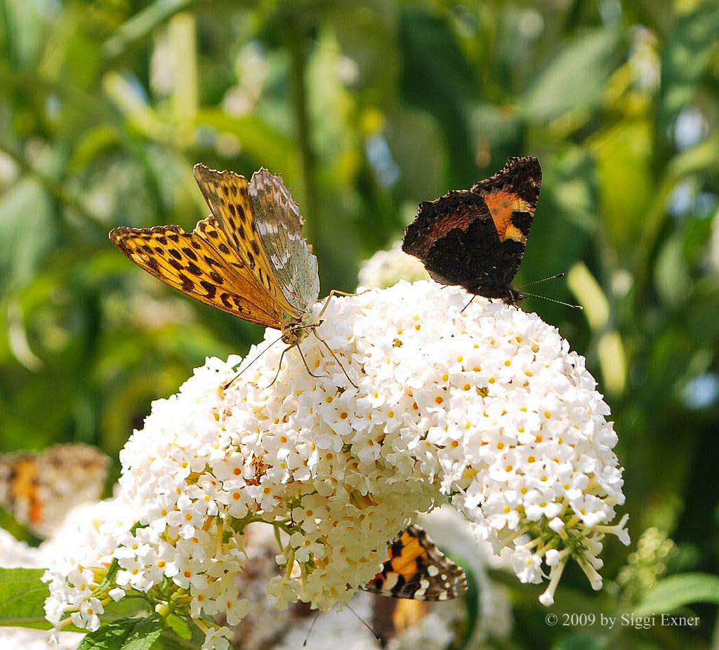 Kaisermantel Argynnis paphia