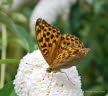 Kaisermantel Argynnis paphia