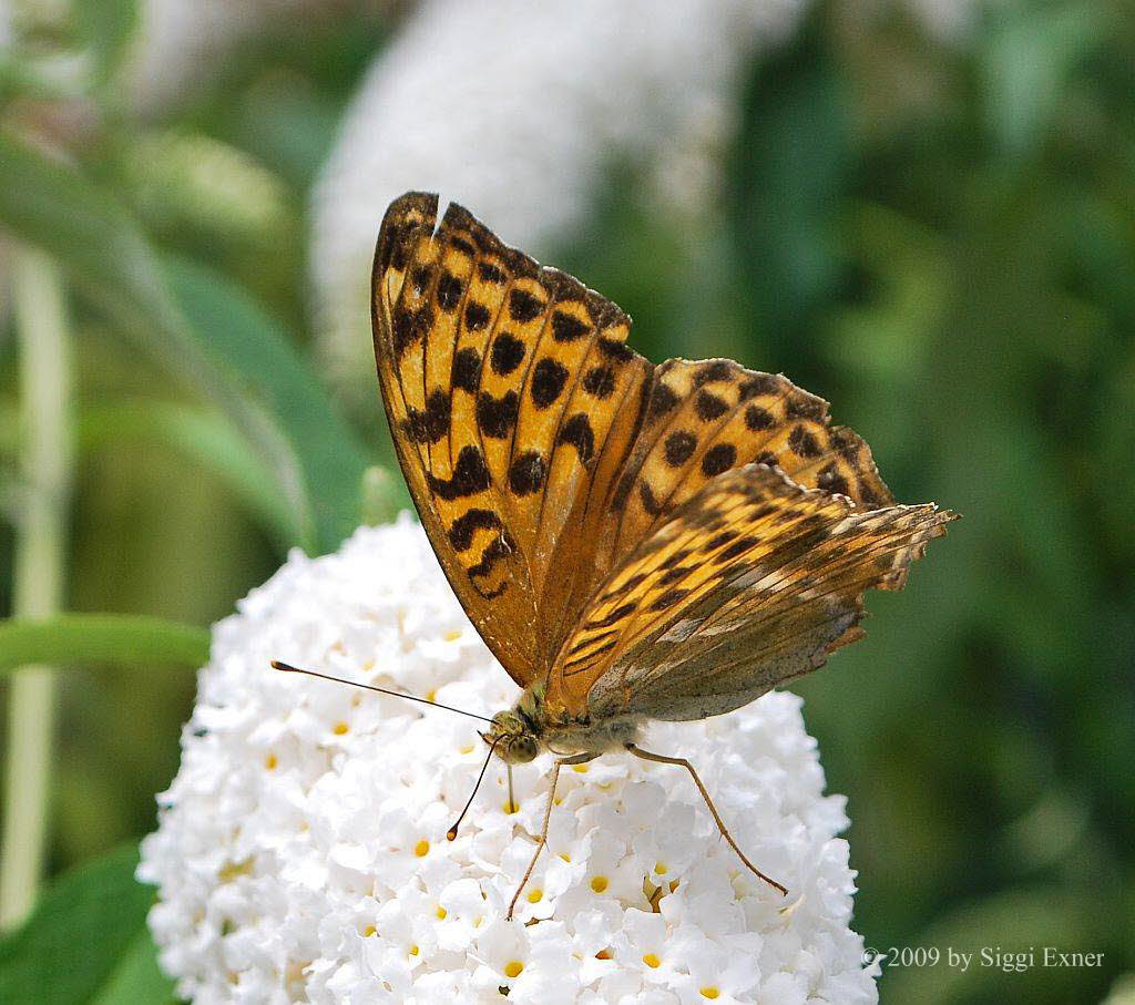 Kaisermantel Argynnis paphia