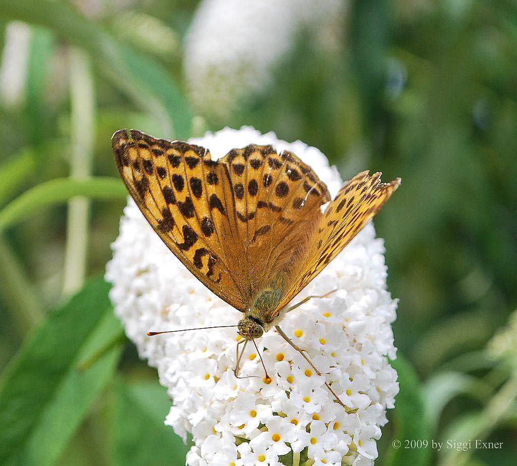 Kaisermantel Argynnis paphia