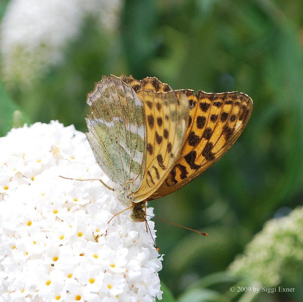 Kaisermantel Argynnis paphia