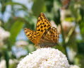 Kaisermantel Argynnis paphia