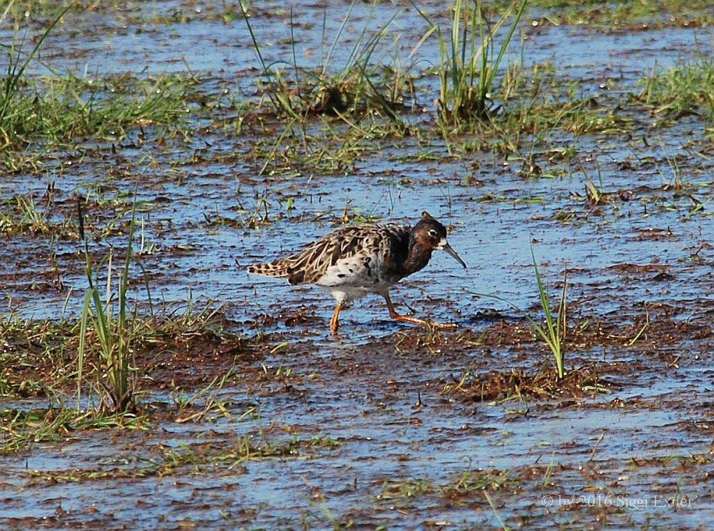 Kampflufer Philomachus pugnax