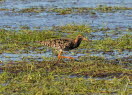 Kampflufer Philomachus pugnax