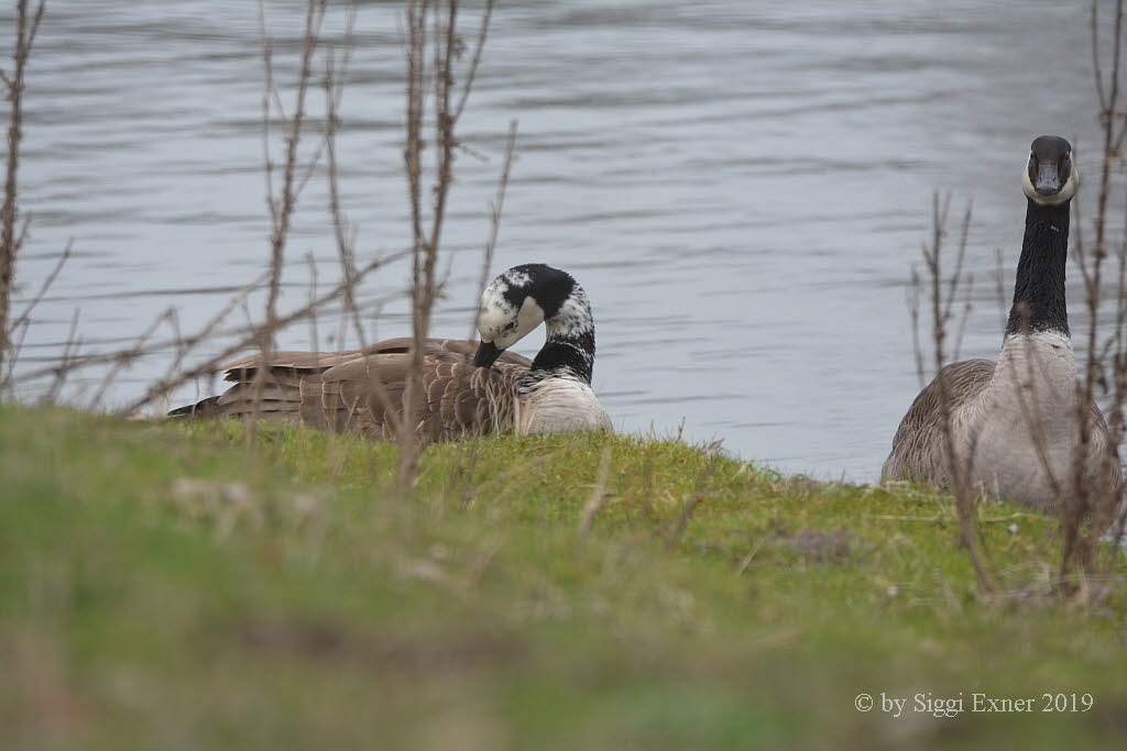 Kanadagans Branta canadensis