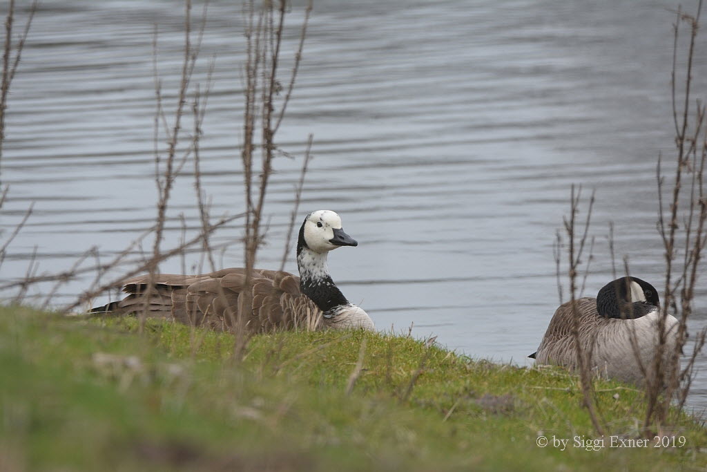 Kanadagans Branta canadensis