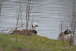 Kanadagans Branta canadensis