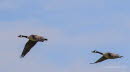 Kanadagans Branta canadensis