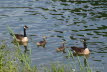 Kanadagans Branta canadensis