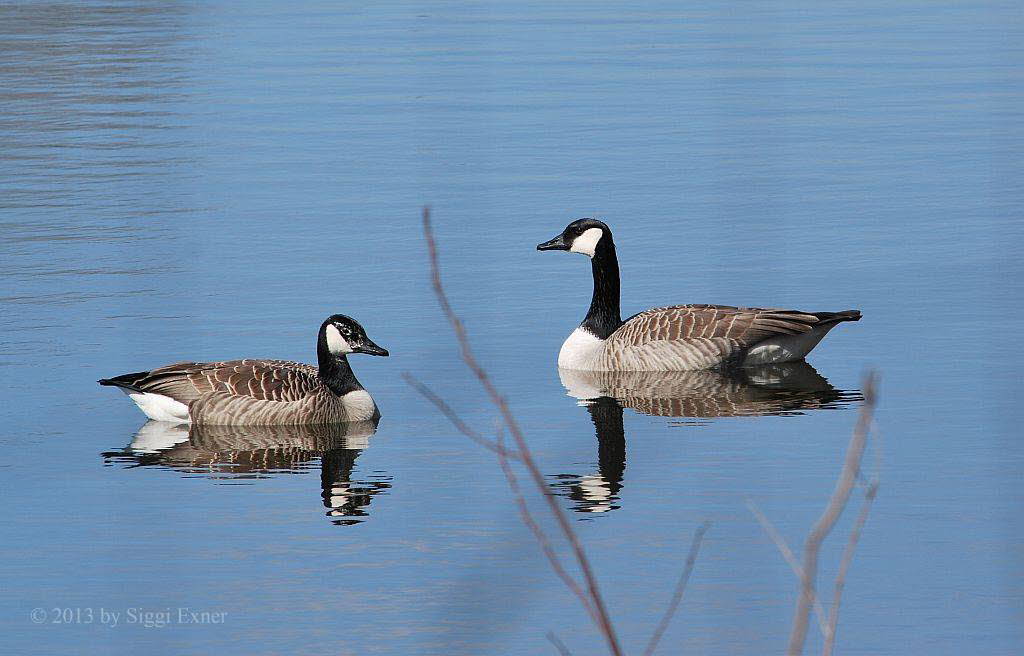 Kanadagans Branta canadensis