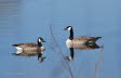 Kanadagans Branta canadensis