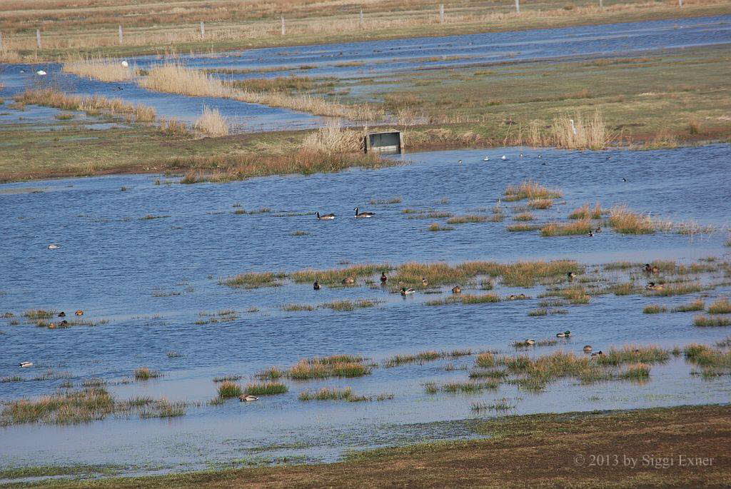 Alfsee Reservebecken