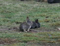 Kaninchen Oryctolagus cuniculus