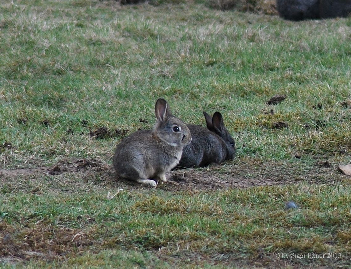 Kaninchen Oryctolagus cuniculus