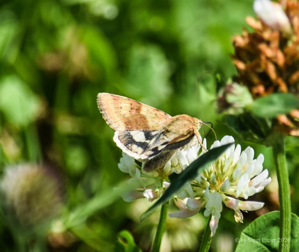 Karden-Sonneneule Heliothis viriplaca