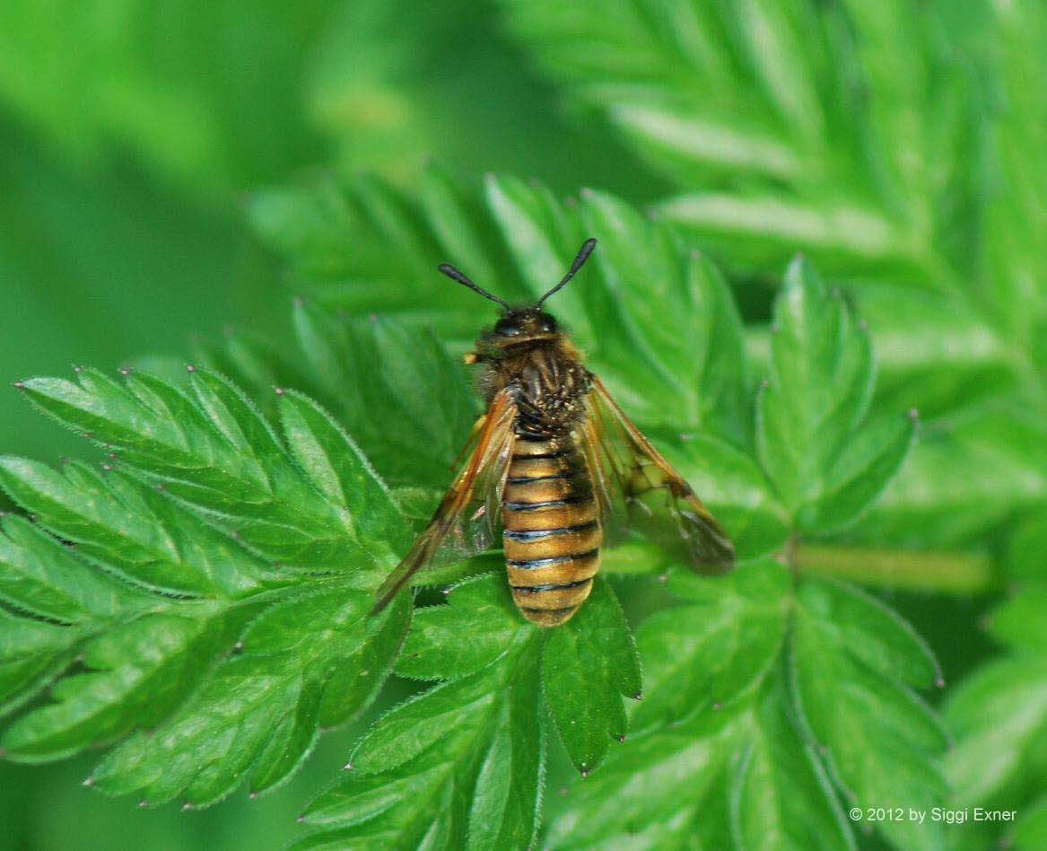 Keulhornblattwespe Abia (Zaraea) lonicerae