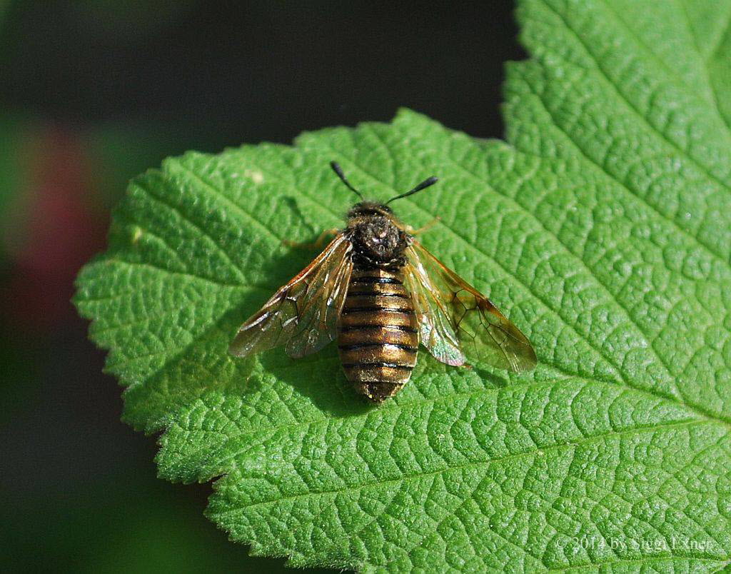 Keulhornblattwespe Abia (Zaraea) cf. lonicerae