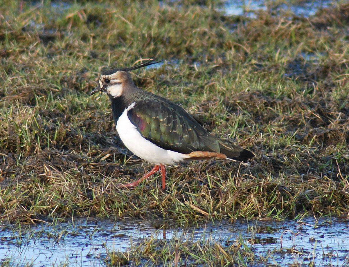 Kiebitz Vanellus vanellus