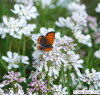 Kleiner Feuerfalter Lycaena phlaeas