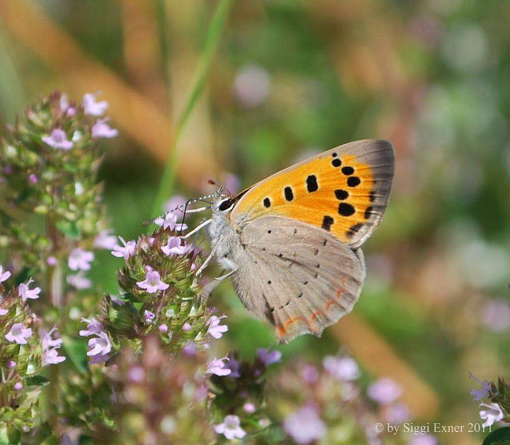 Kleiner Feuerfalter Lycaena phlaeas