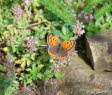 Kleiner Feuerfalter Lycaena phlaeas