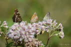 Kleiner Feuerfalter Lycaena phlaeas