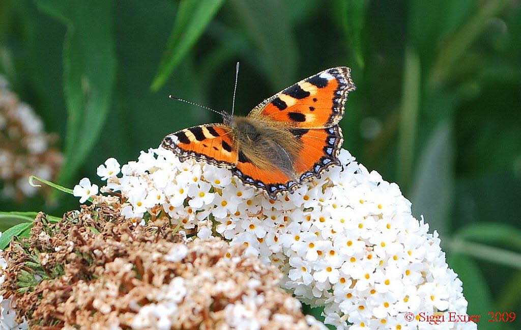 Kleiner Fuchs Aglais urticae