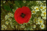 Mohn, Klatsch- Papver rhoas