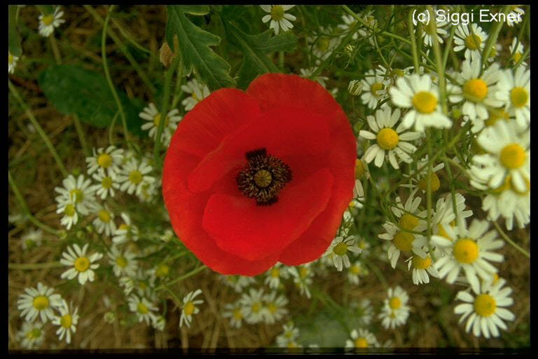 Mohn, Klatsch- Papver rhoas